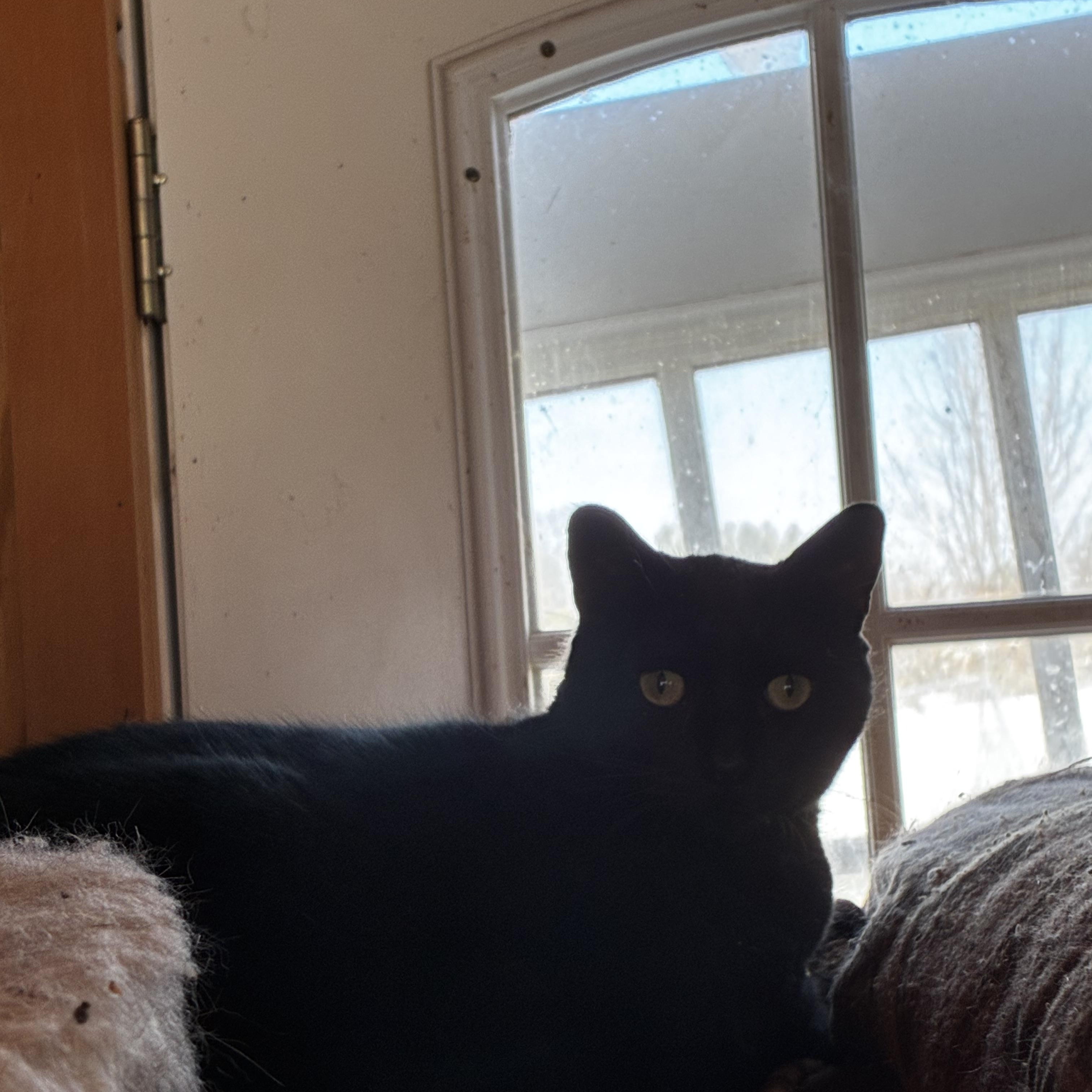 Enlarge Momma, an adopted American Shorthair in South Windsor, CT image 2/3