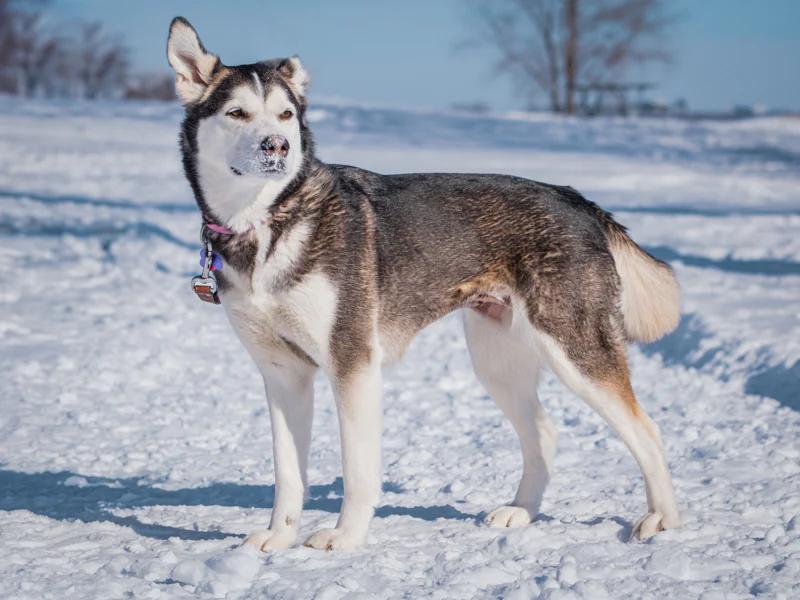 Siku, a ADOPTABLE mixed breed in Pointe-Fortune, QC image 2/4