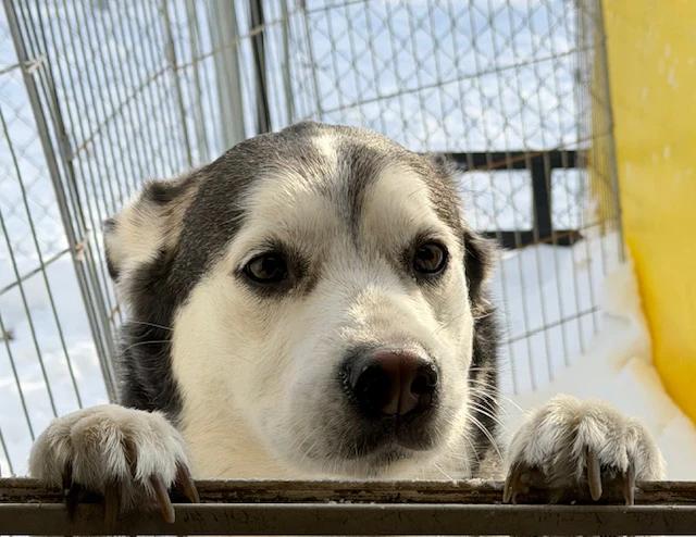 Enlarge Siku, a ADOPTABLE mixed breed in Pointe-Fortune, QC image 4/4