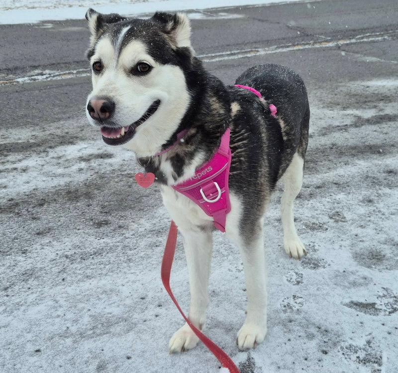Siku, ADOPTABLE, Young Female Husky.