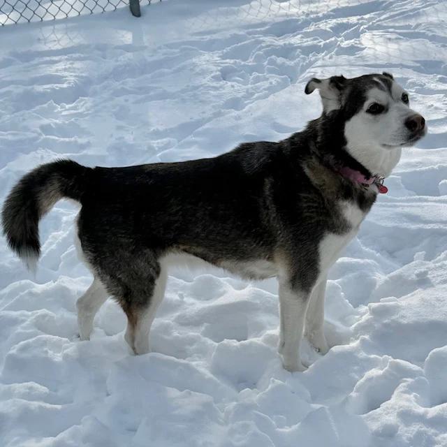 Enlarge Siku, a ADOPTABLE mixed breed in Pointe-Fortune, QC image 2/4