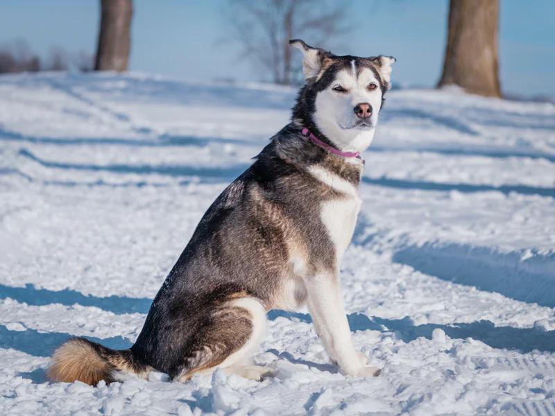 Siku, a ADOPTABLE mixed breed in Pointe-Fortune, QC image 3/4