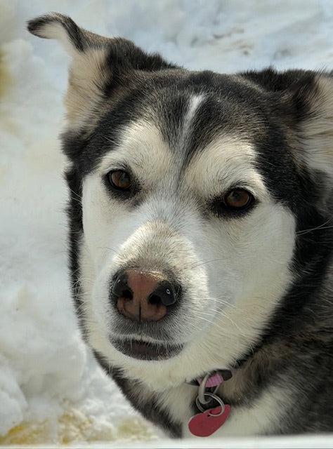 Enlarge Siku, a ADOPTABLE mixed breed in Pointe-Fortune, QC image 3/4