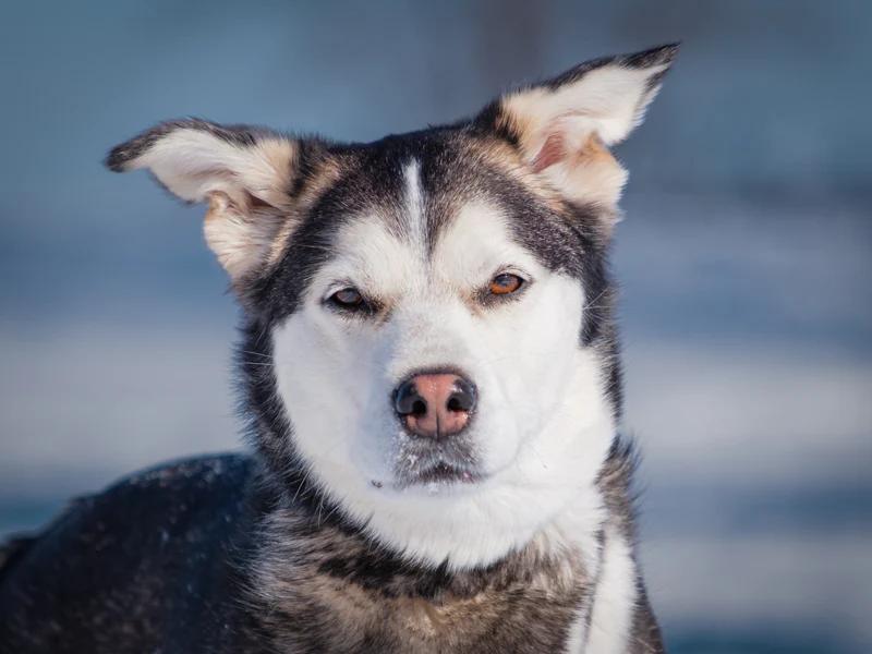 Siku, a ADOPTABLE mixed breed in Pointe-Fortune, QC image 1/4