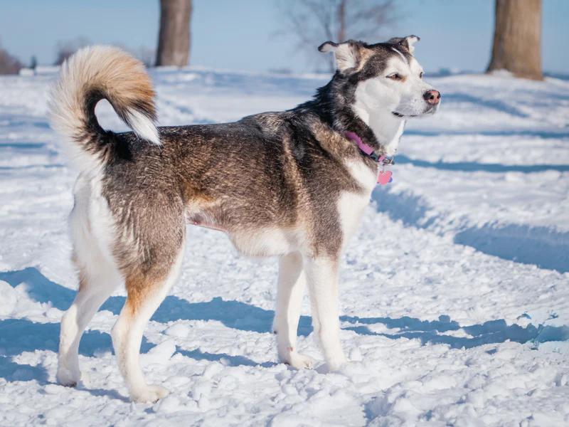 Siku, a ADOPTABLE mixed breed in Pointe-Fortune, QC image 4/4