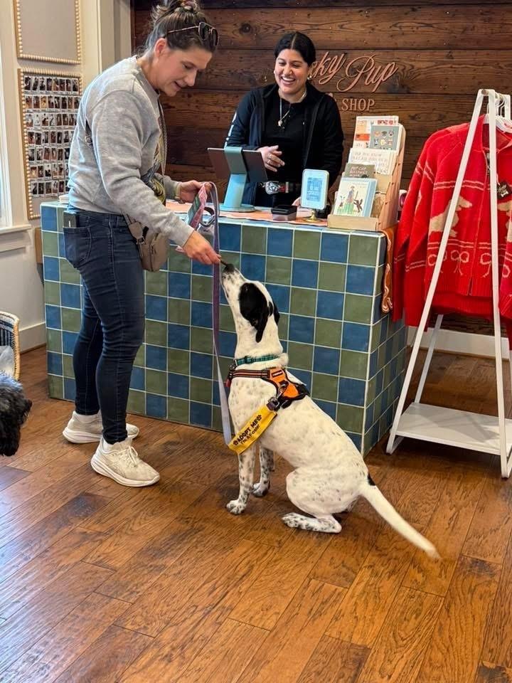 25-058 Indie, Adoptable, Puppy Male Pointer & Labrador Retriever.