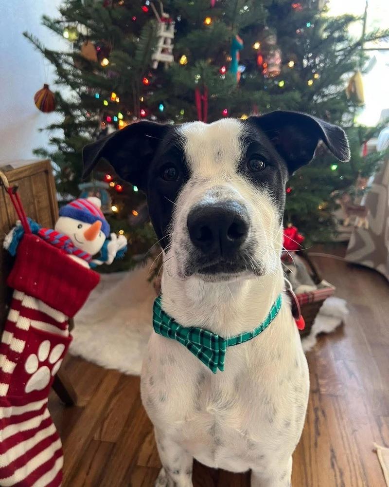 Enlarge 25-058 Indie, a Adoptable mixed breed in Richardson, TX image 2/6