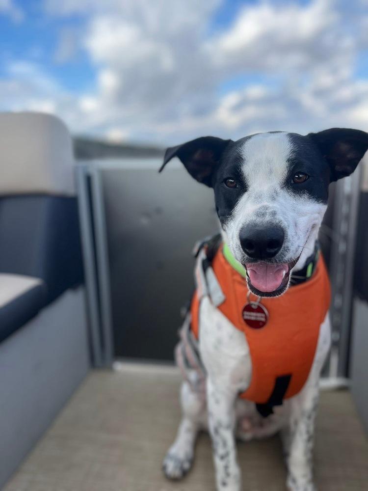 Enlarge 25-058 Indie, a Adoptable mixed breed in Richardson, TX image 3/6