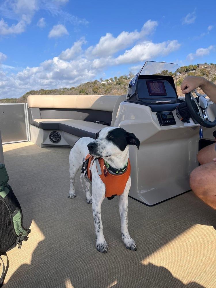 Enlarge 25-058 Indie, a Adoptable mixed breed in Richardson, TX image 4/6