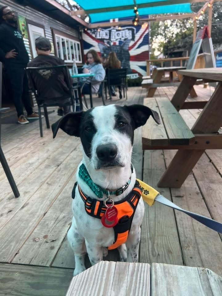 Enlarge 25-058 Indie, a Adoptable mixed breed in Richardson, TX image 5/6