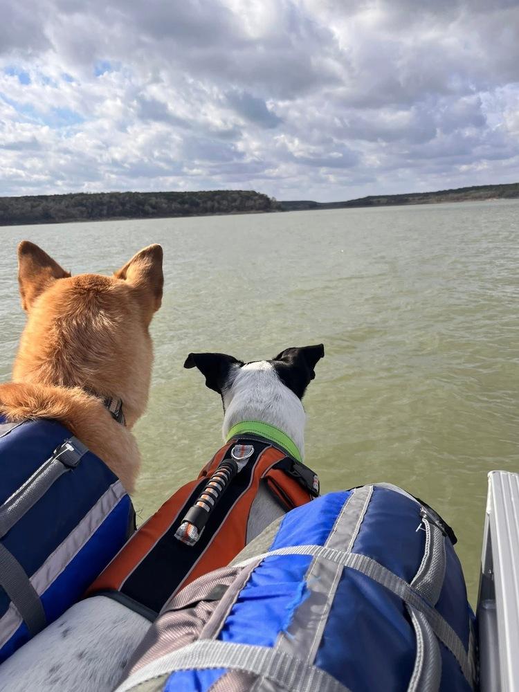 Enlarge 25-058 Indie, a Adoptable mixed breed in Richardson, TX image 6/6