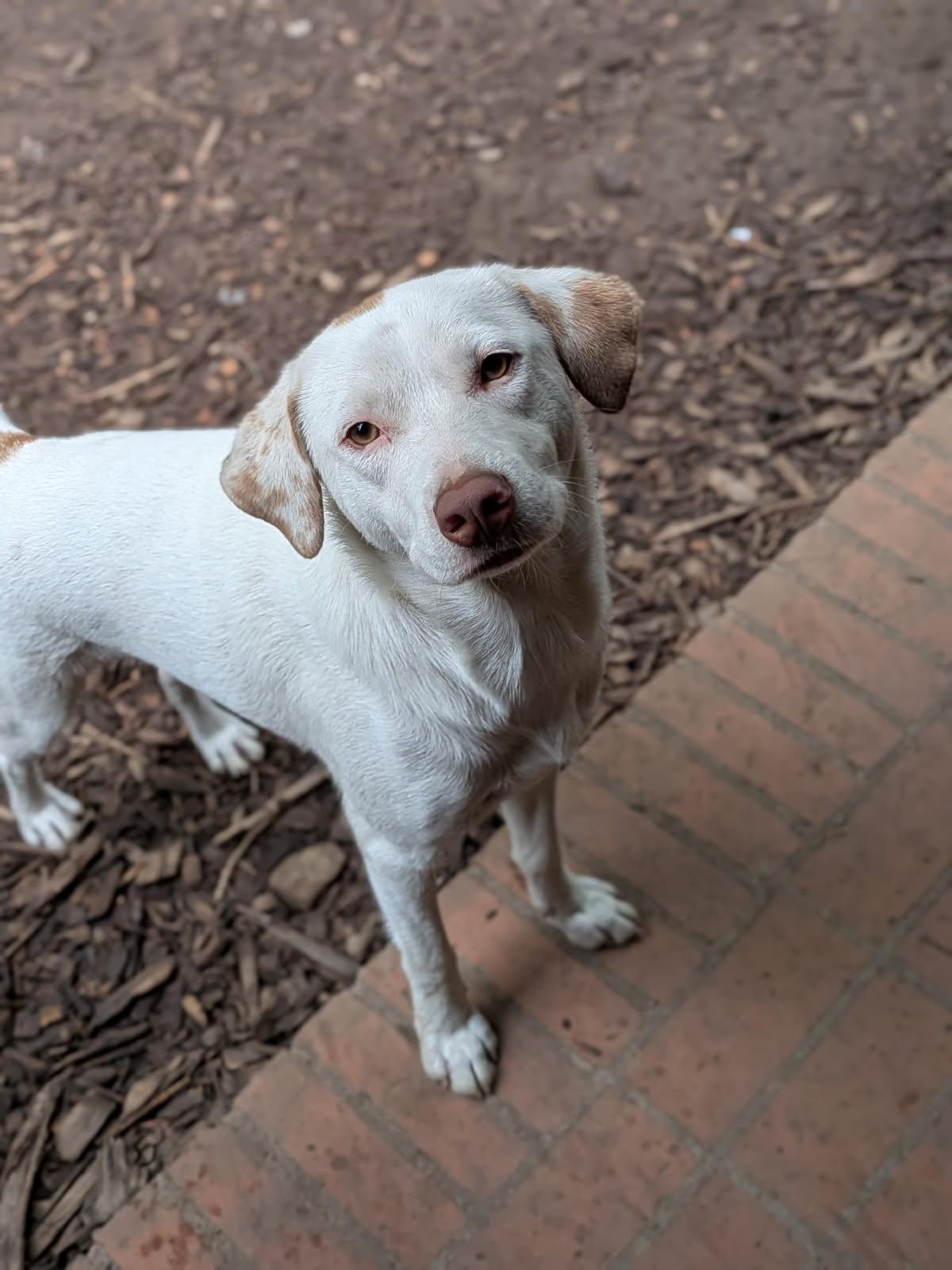 Enlarge Laddie & Tramp (Bonded Pair), a Adoptable Mixed Breed in Monson, MA image 3/5