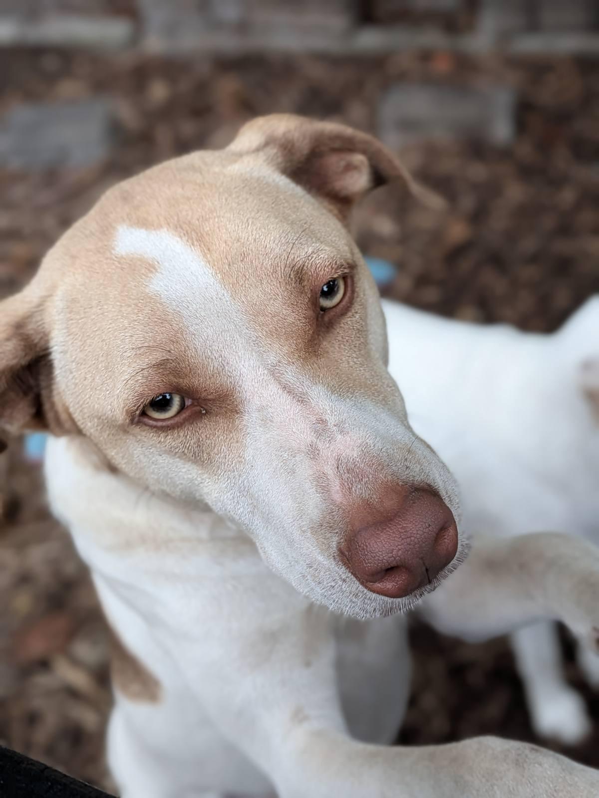 Enlarge Laddie & Tramp (Bonded Pair), a Adoptable Mixed Breed in Monson, MA image 4/5