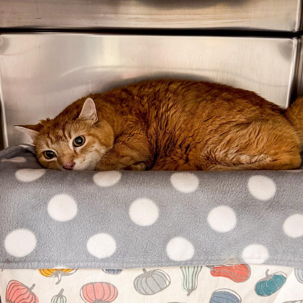 Chance, Adoptable, Senior Male Domestic Short Hair.