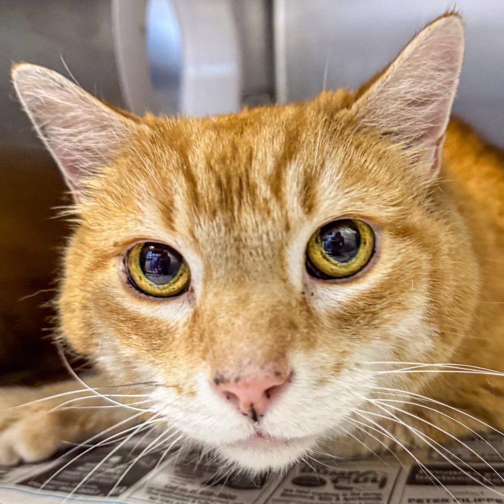Enlarge Chance, a Adoptable Domestic Short Hair in Kennebunk, ME image 2/4