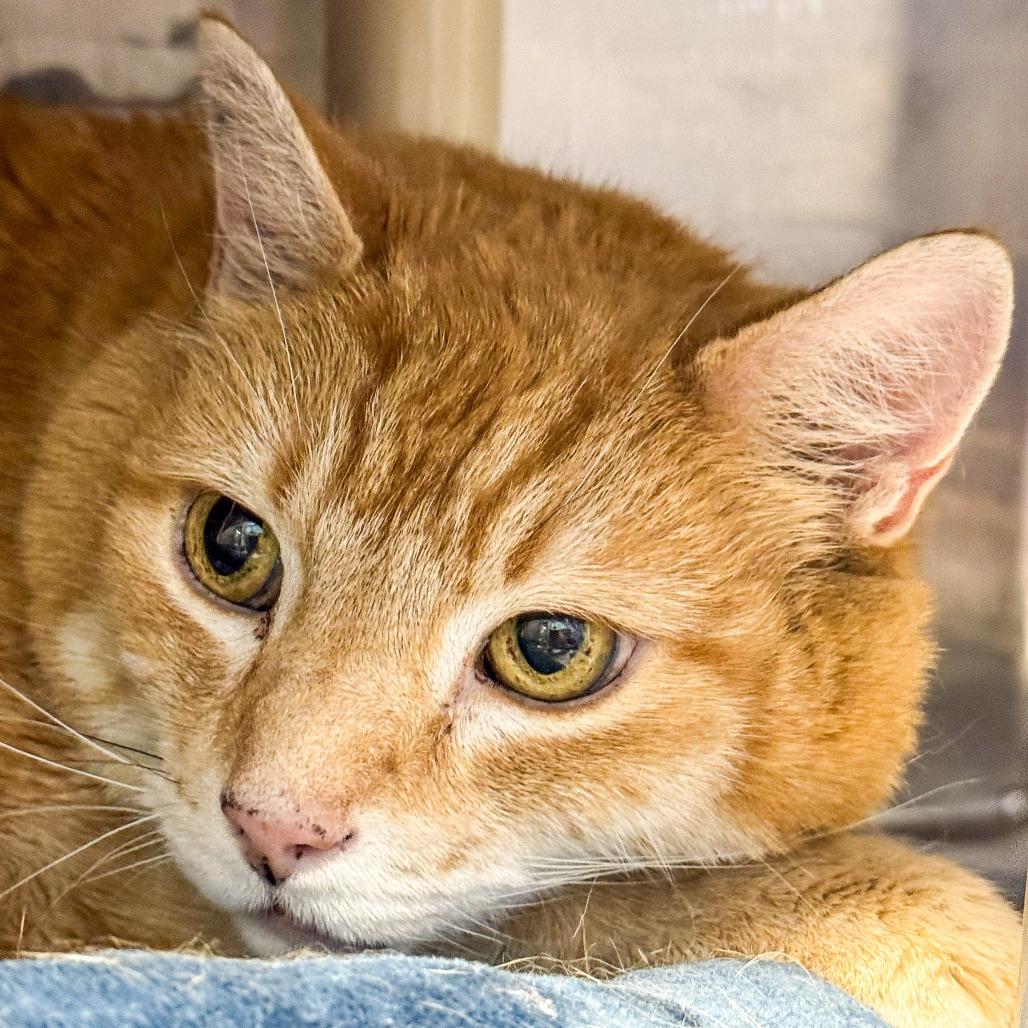Enlarge Chance, a Adoptable Domestic Short Hair in Kennebunk, ME image 3/4