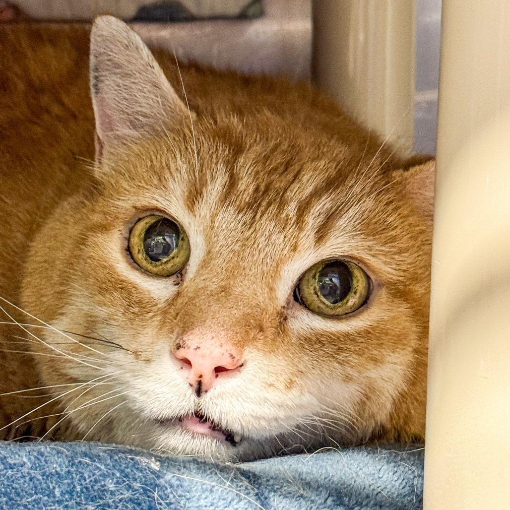 Enlarge Chance, a Adoptable Domestic Short Hair in Kennebunk, ME image 4/4
