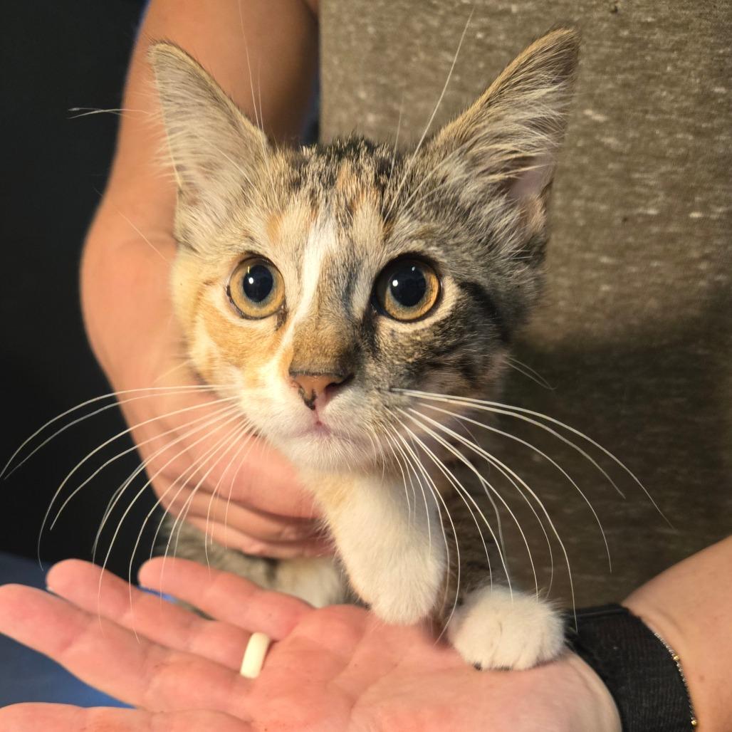 Limeade, an adoptable Domestic Short Hair in Graham, TX, 76450 | Photo Image 2