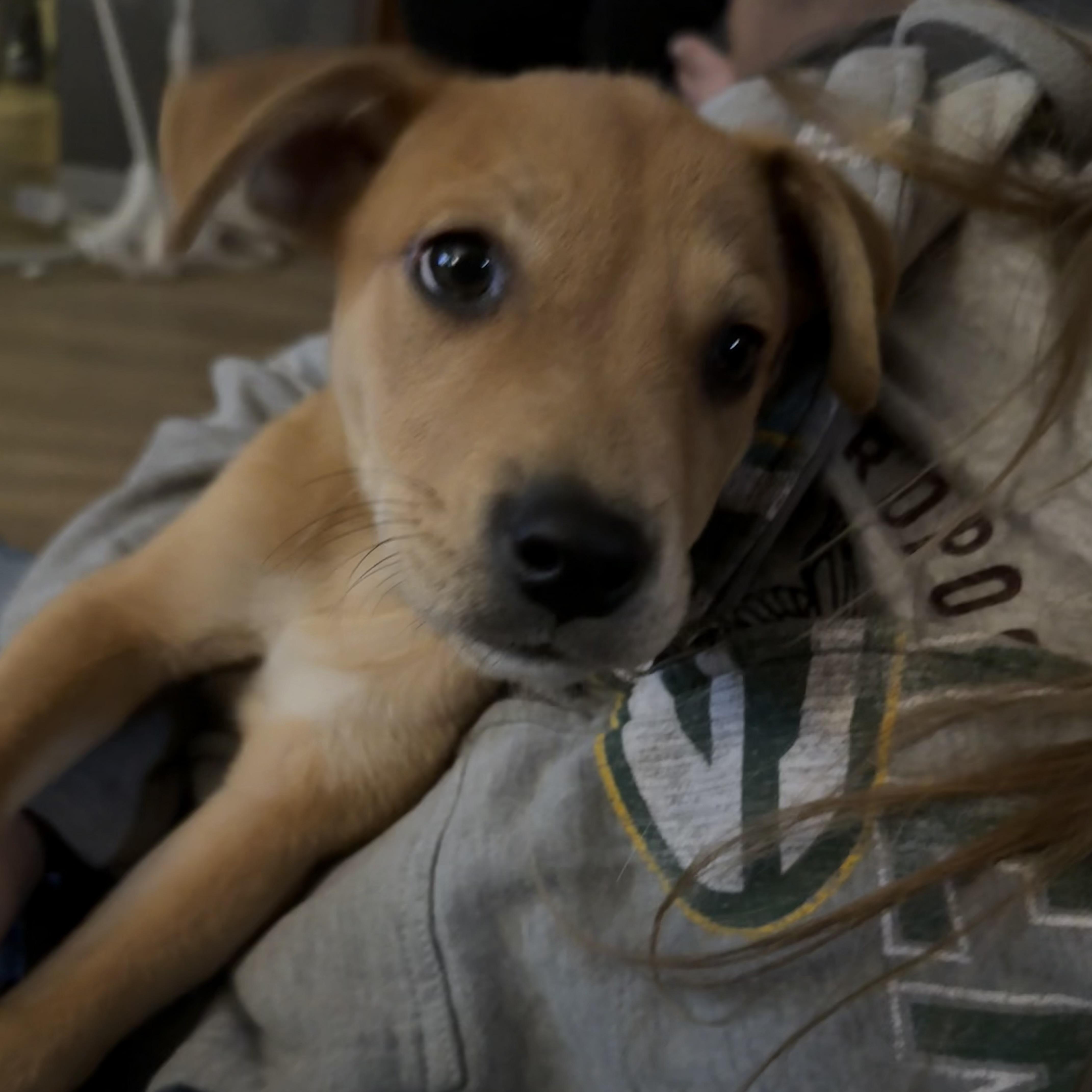 Whiskey, a Adoptable Mixed Breed in Kenosha, WI image 3/4