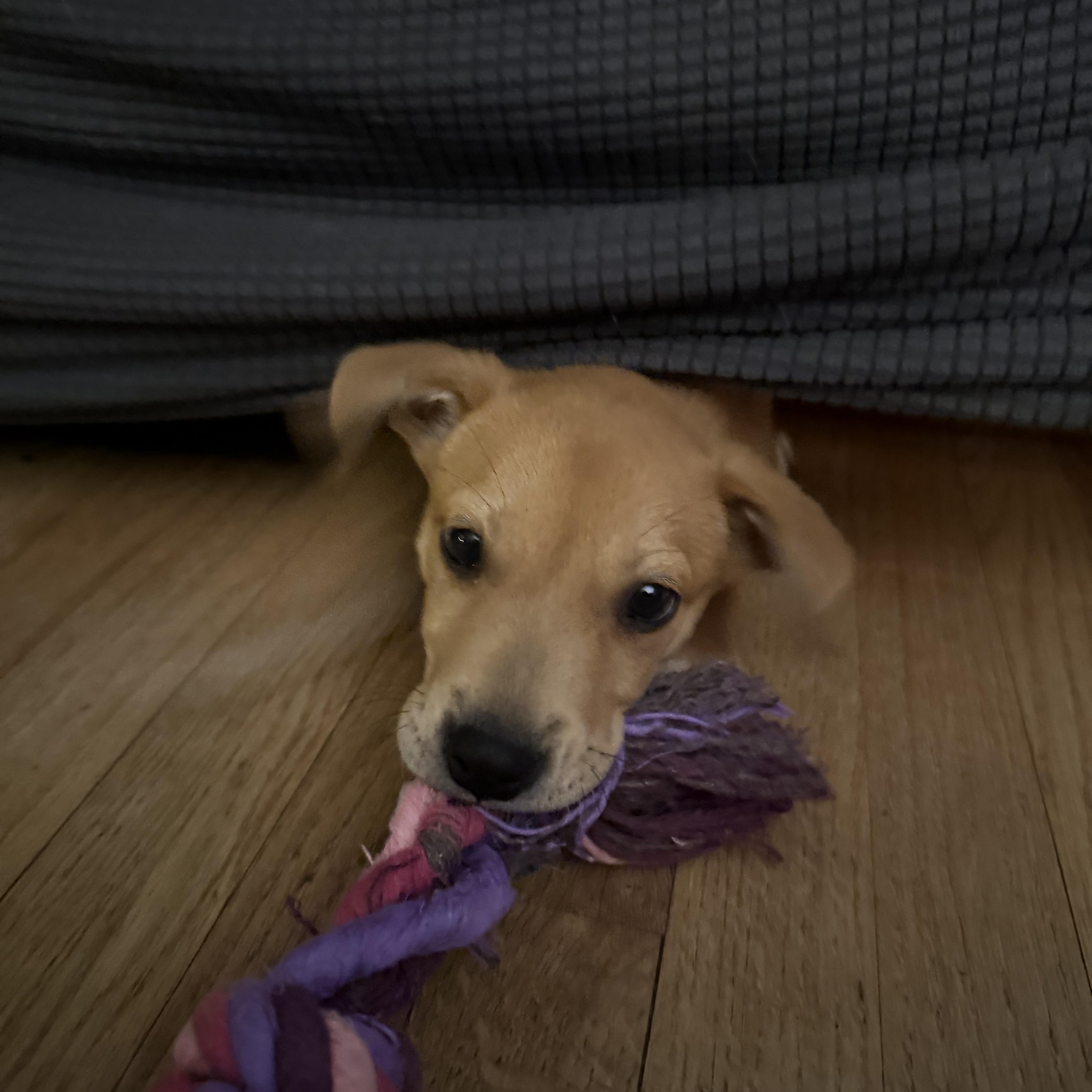 Whiskey, a Adoptable Mixed Breed in Kenosha, WI image 4/4