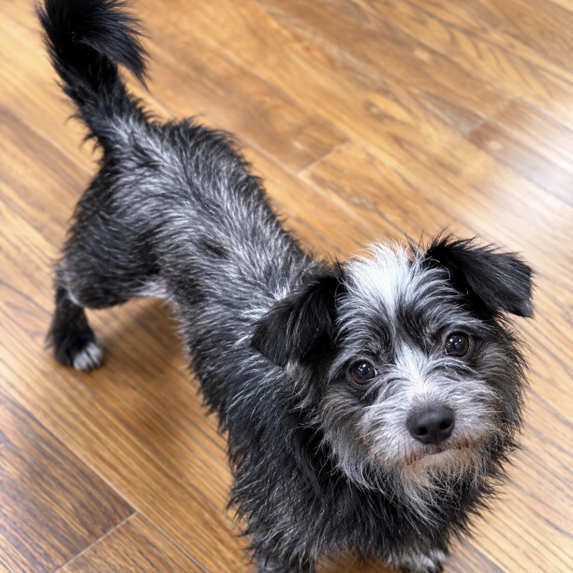 Enlarge Pepe, introverted but happy sweetheart, a Adoptable mixed breed in Cambridge, MA image 3/6