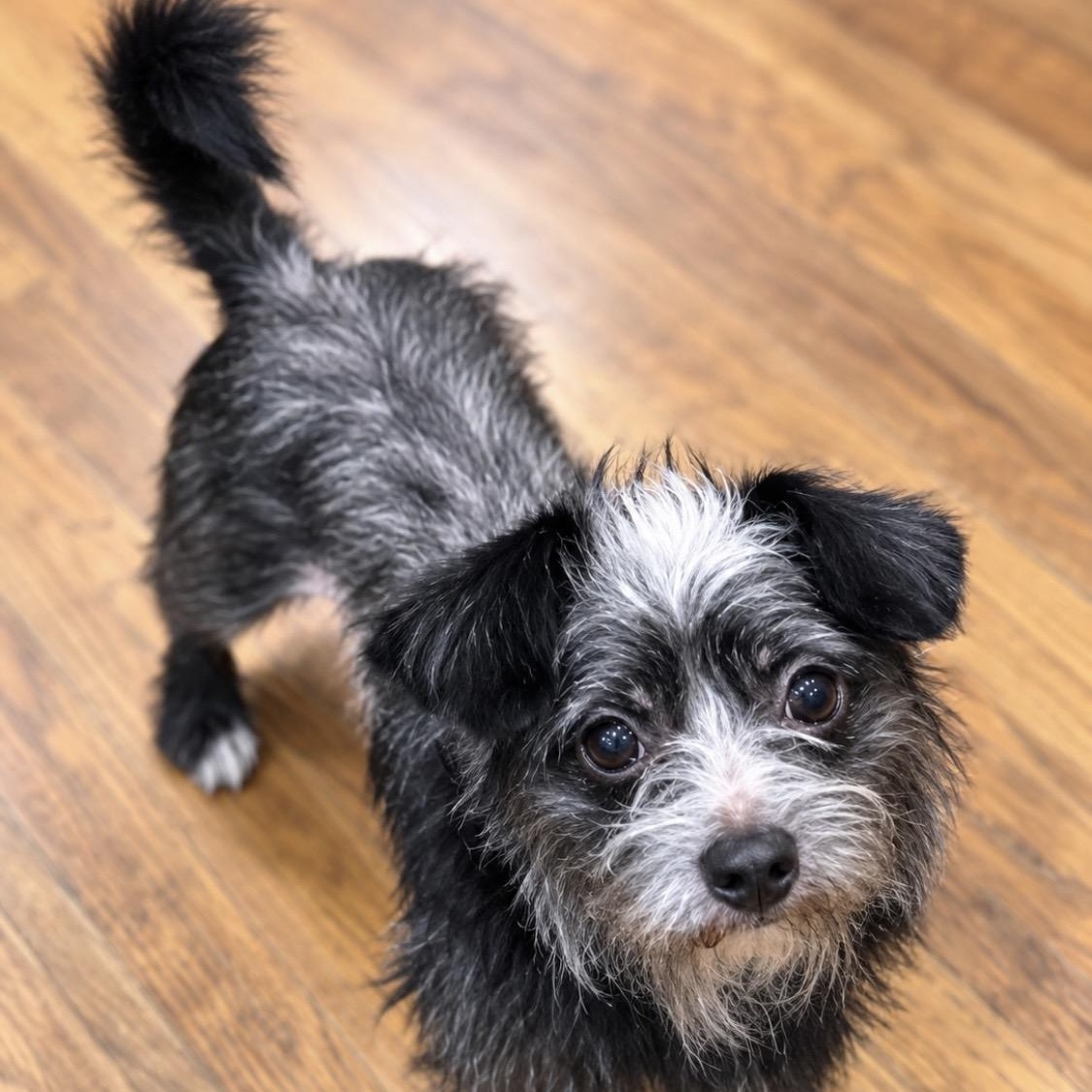 Enlarge Pepe, introverted but happy sweetheart, a Adoptable mixed breed in Cambridge, MA image 6/6