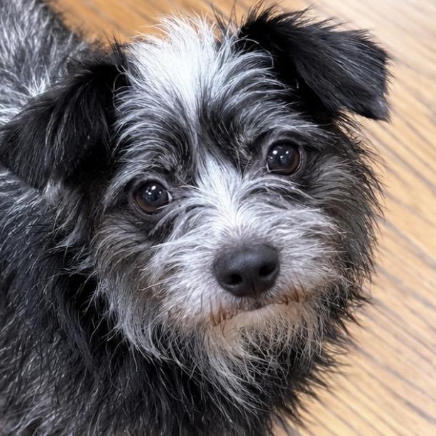 Enlarge Pepe, introverted but happy sweetheart, a Adoptable mixed breed in Cambridge, MA image 2/6