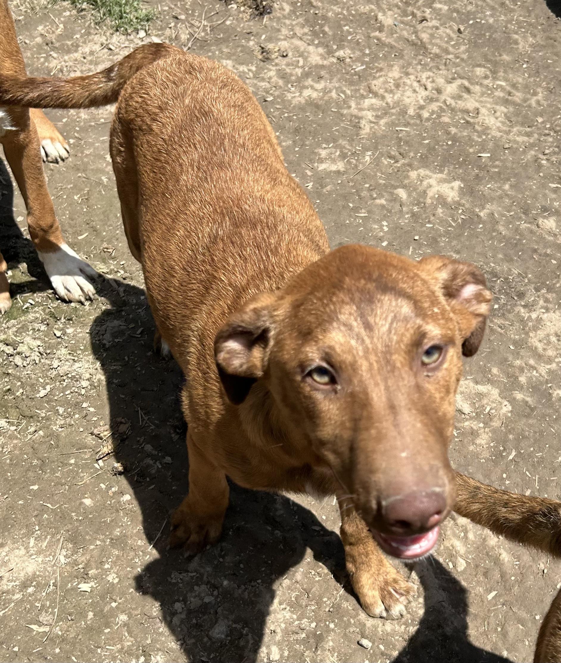 Jackson, ADOPTABLE, Young Male Vizsla.