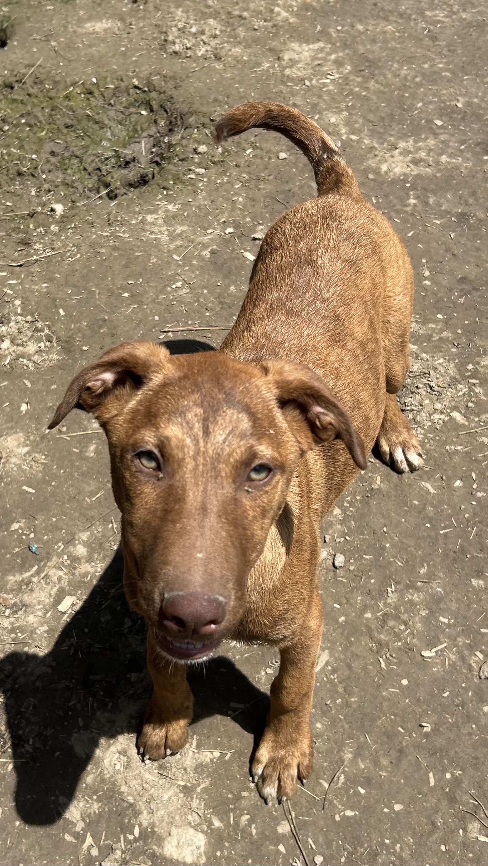Enlarge Jackson, a ADOPTABLE mixed breed in Pine Bluff, AR image 3/3