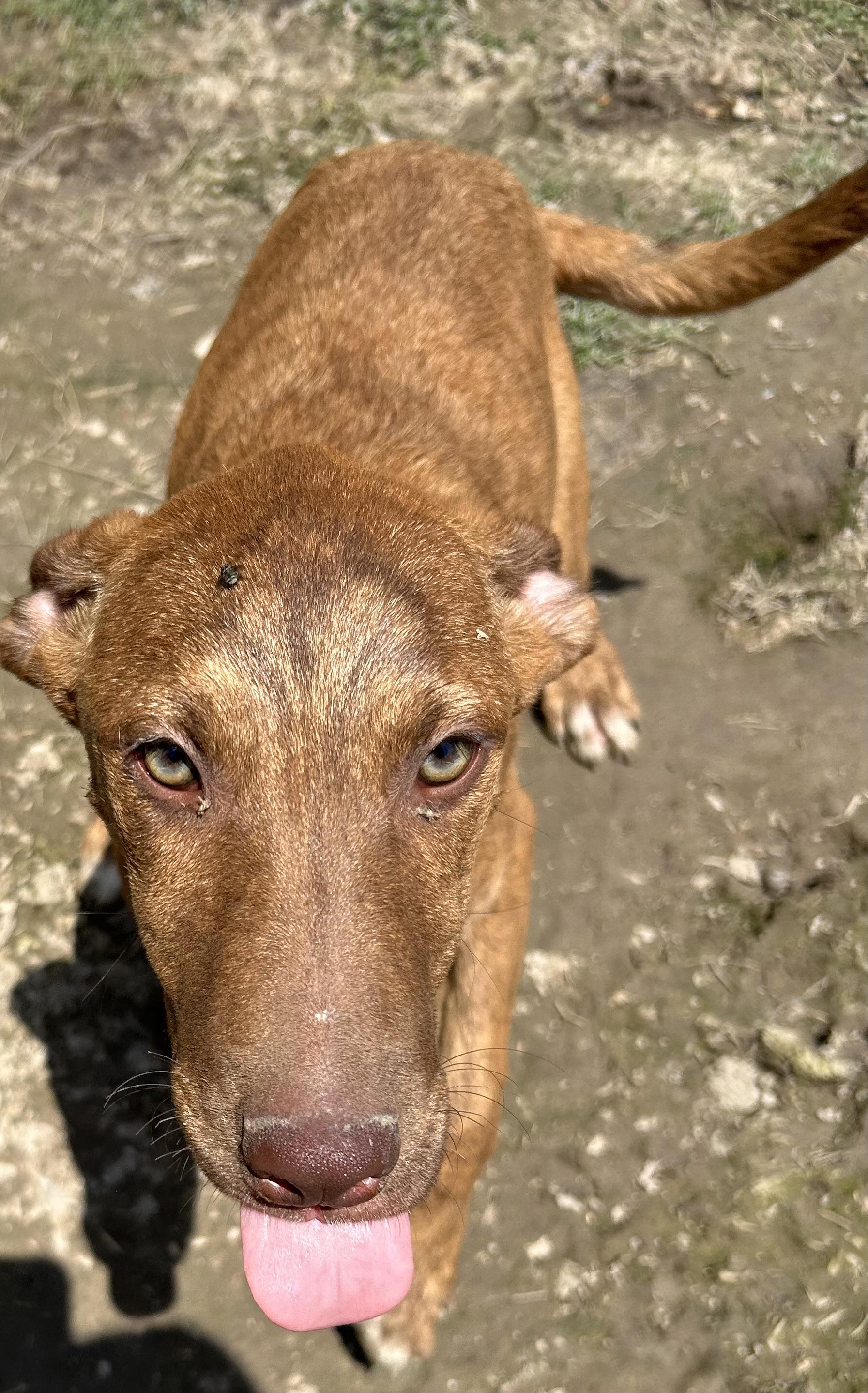 Enlarge Jackson, a ADOPTABLE mixed breed in Pine Bluff, AR image 2/3
