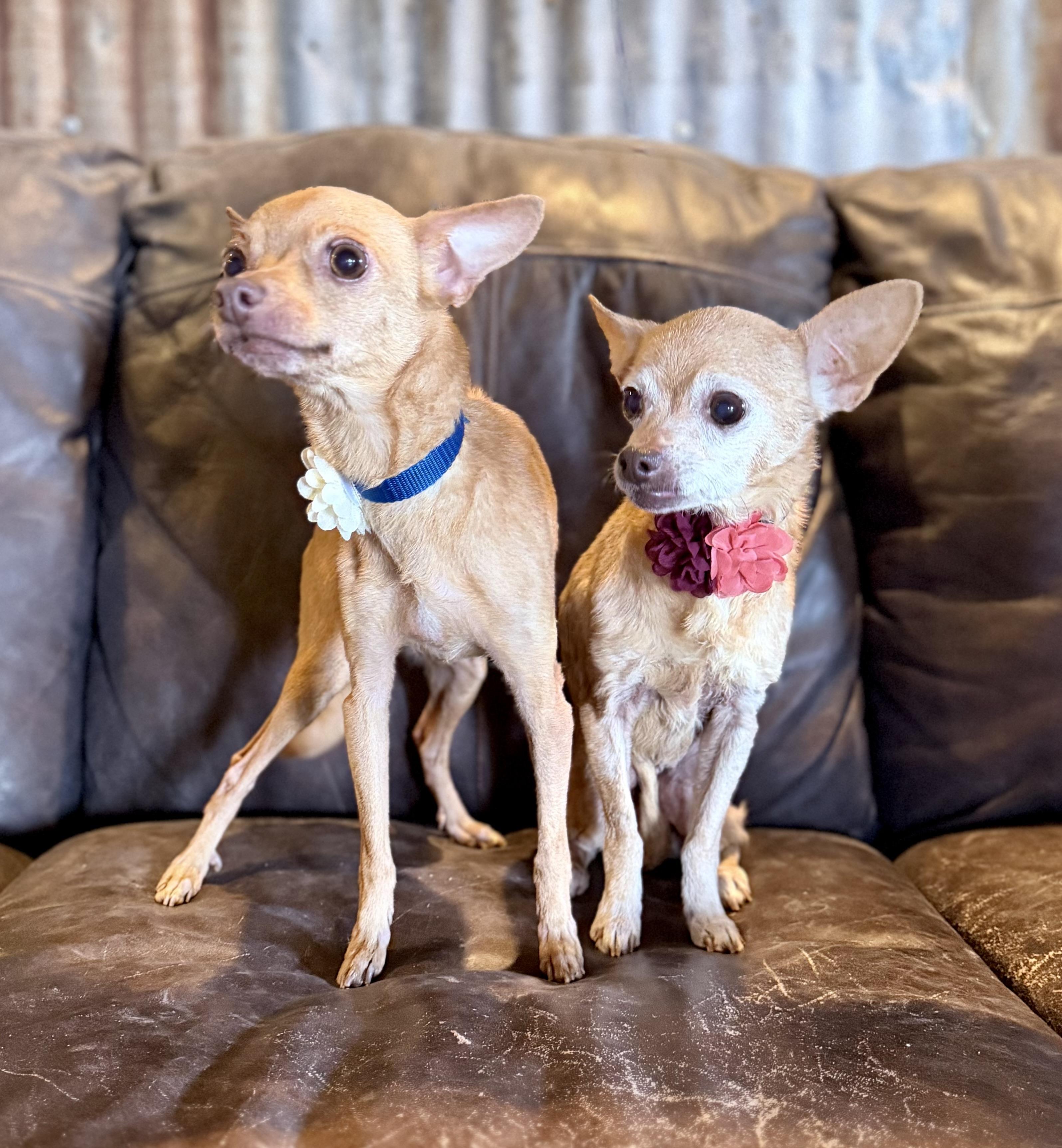 Enlarge Sister, a Adoptable Chihuahua in Des Moines, IA image 5/6
