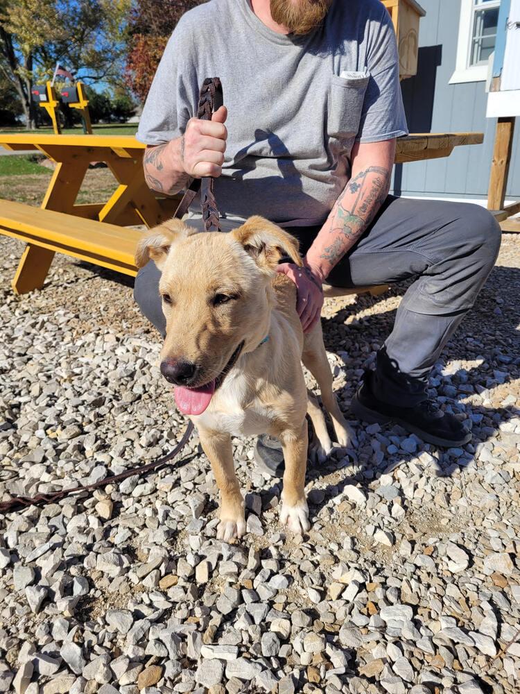 Enlarge Rusty, a Adoptable mixed breed in Linton, IN image 1/1
