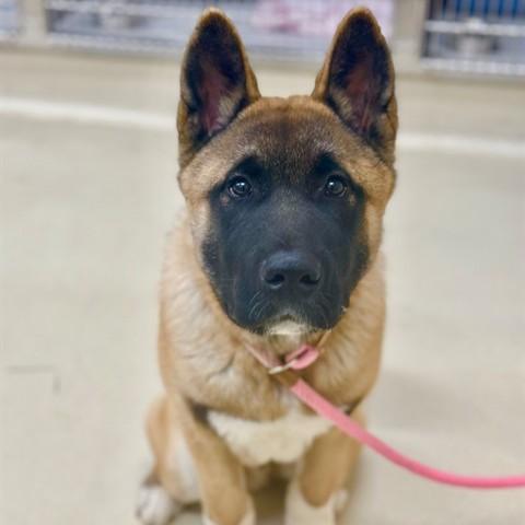 Enlarge Juno- 52019, a ADOPTABLE Akita in Columbia, MD image 1/1