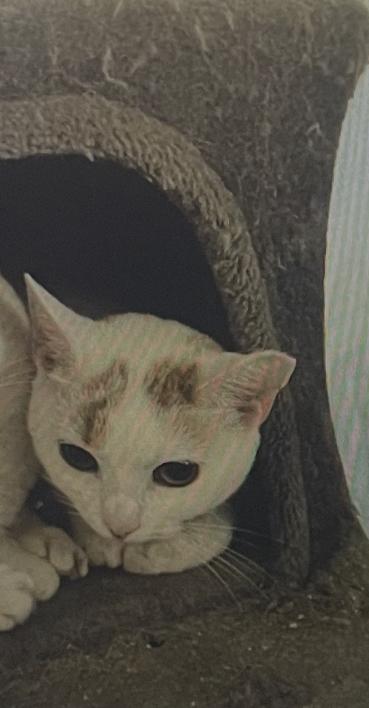 Alice, Adoptable, Young Female Domestic Short Hair.
