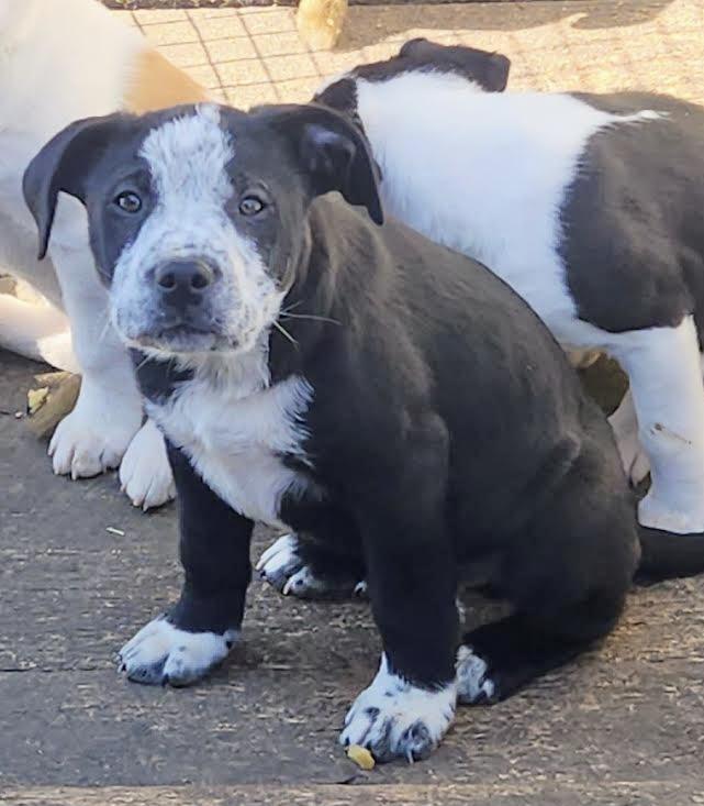 Diesel 1, adopted, Puppy Male Australian Cattle Dog / Blue Heeler.