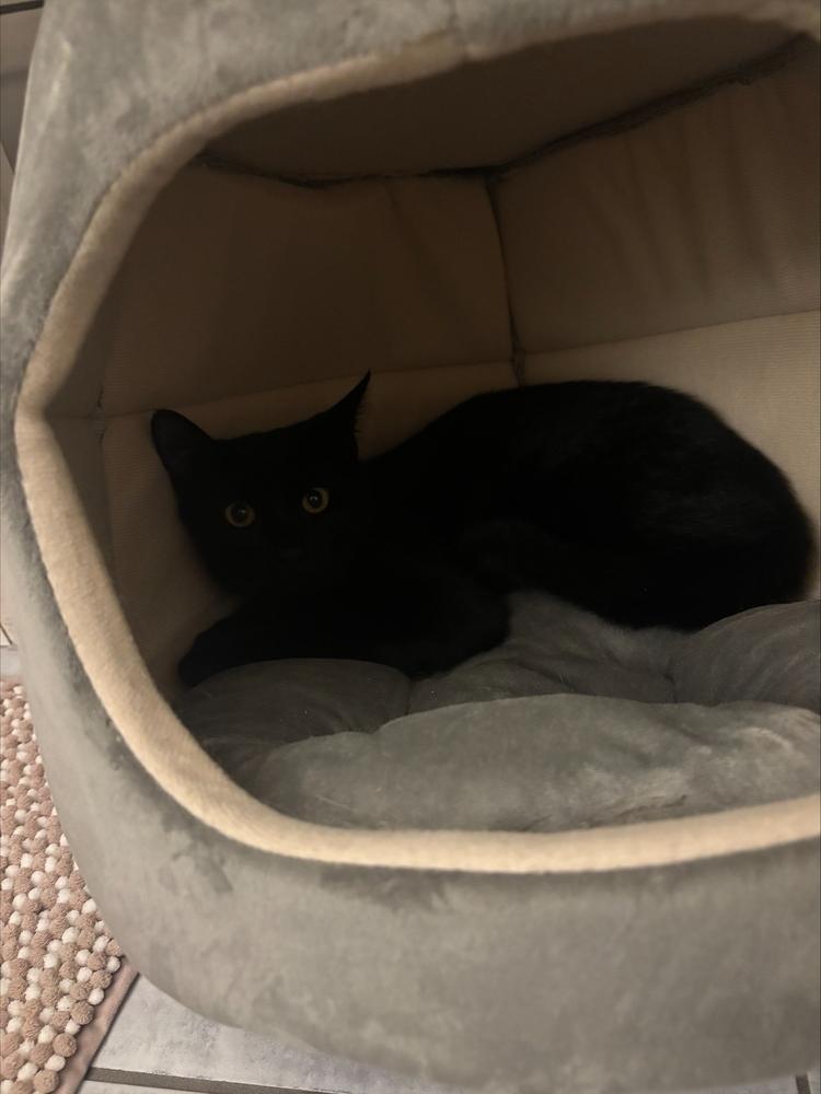 Chrysler (25-201 C), a Adoptable Domestic Short Hair in Lansing, MI image 2/2