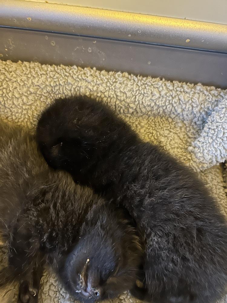 Quince, Adopted, Kitten Female Domestic Medium Hair.