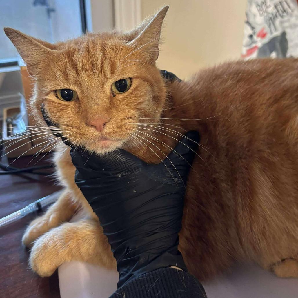 Church, Adoptable, Adult Male Domestic Short Hair.