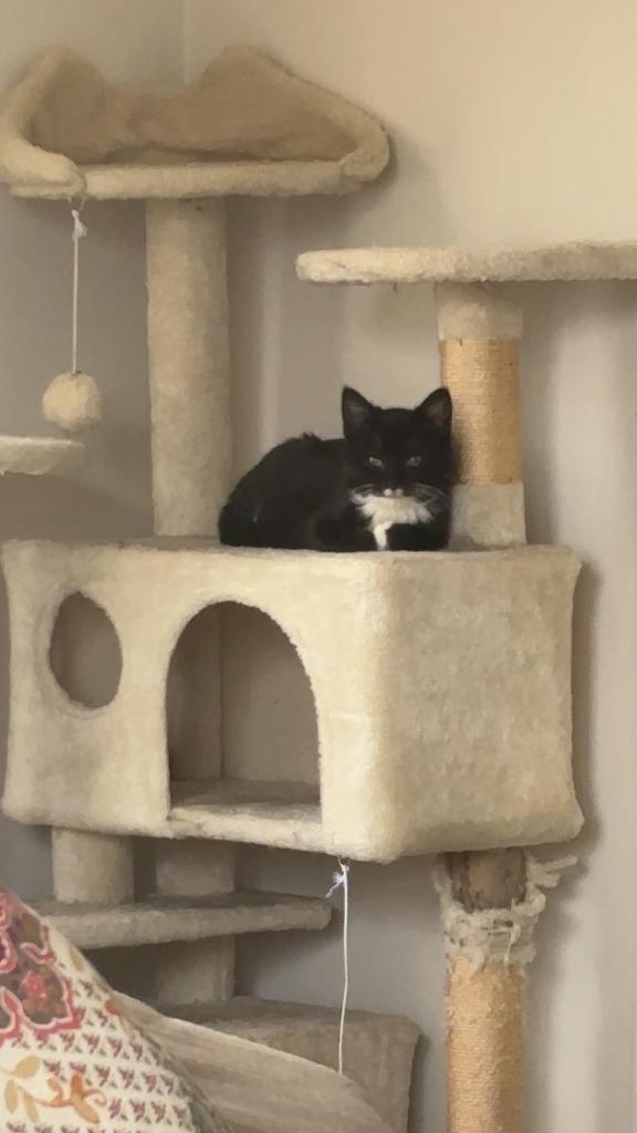 Tairn, Adoptable, Kitten Male Domestic Short Hair.