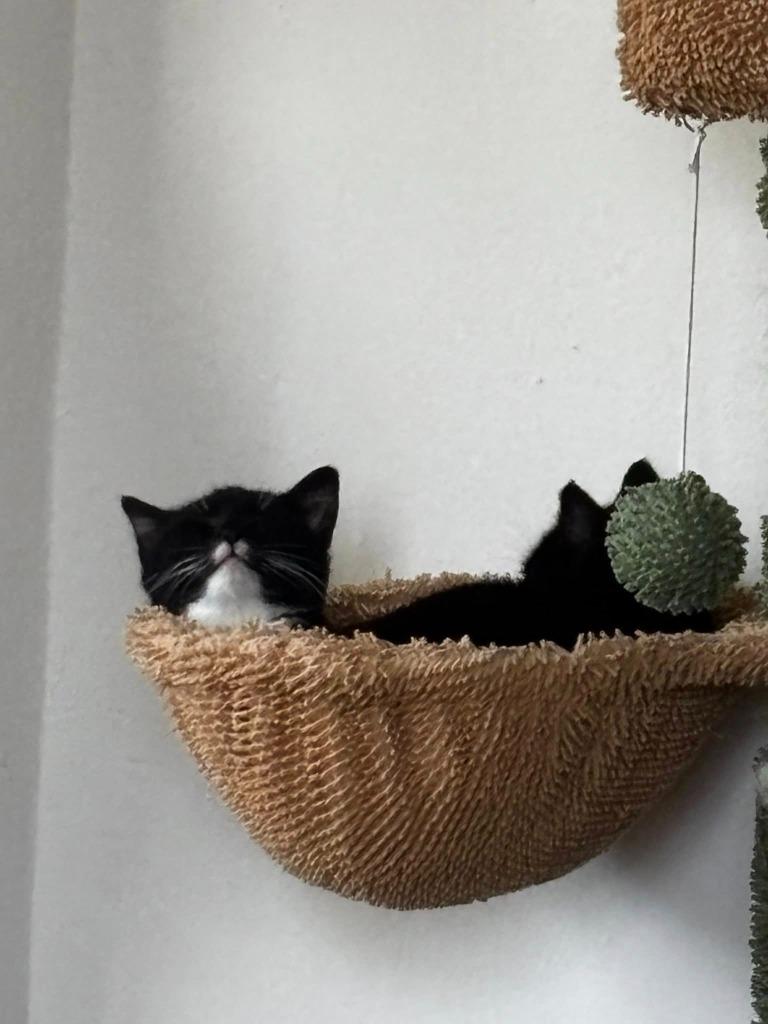 Tairn, a Adoptable mixed breed in Kettering, OH image 2/2