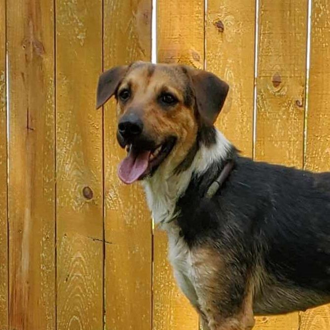 Rowdy prev Stiller JuM, Adoptable, Adult Female Beagle & Foxhound.
