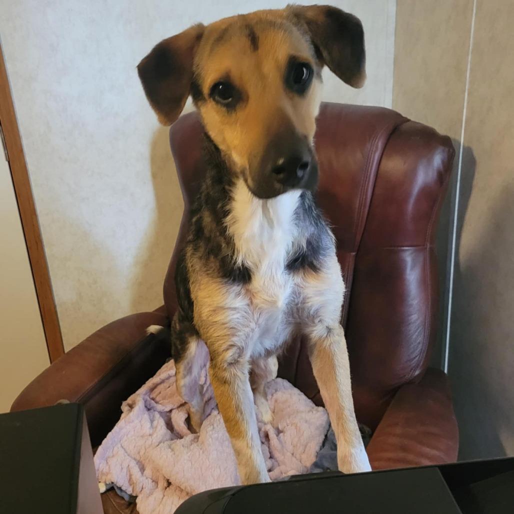 Enlarge Rowdy prev Stiller JuM, a Adoptable mixed breed in Von Ormy, TX image 4/4