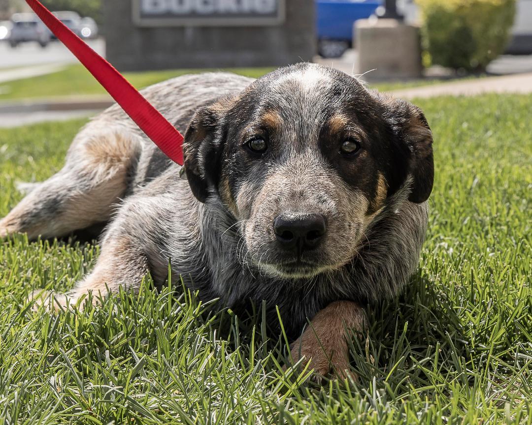 Pebbles, an adoptable Australian Cattle Dog / Blue Heeler in Millville, UT, 84326 | Photo Image 2