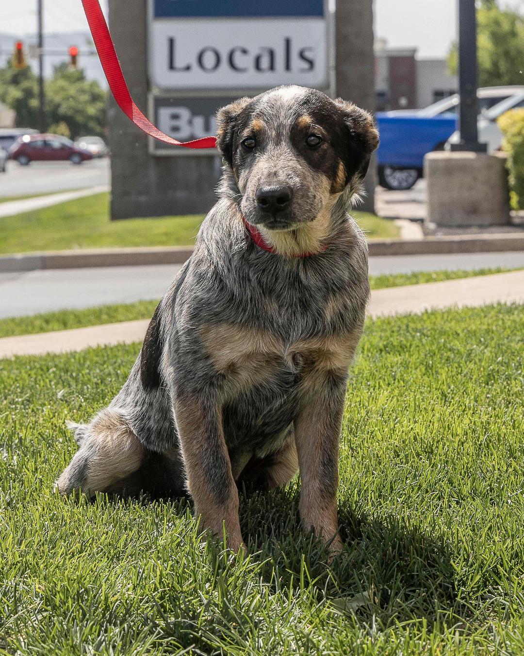 Pebbles, an adoptable Australian Cattle Dog / Blue Heeler in Millville, UT, 84326 | Photo Image 1