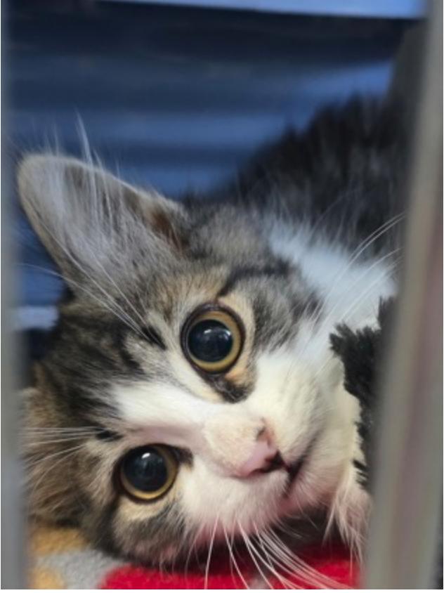 Bam Bam, ADOPTABLE, Kitten Male Domestic Medium Hair.
