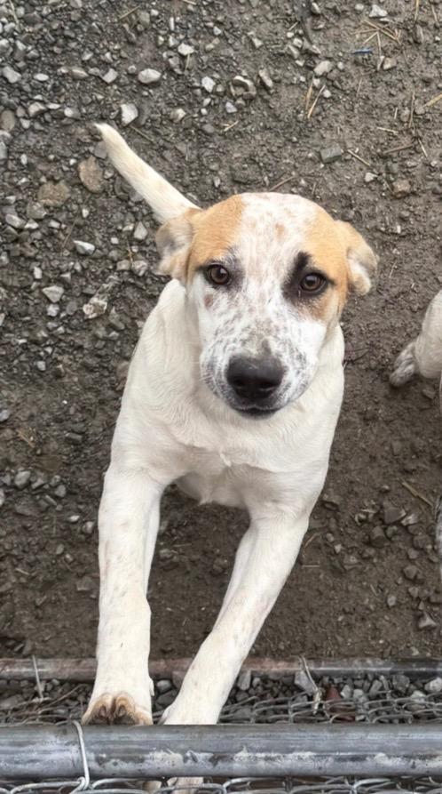 Enlarge Eve, a Adoptable mixed breed in Fayetteville, TN image 1/1