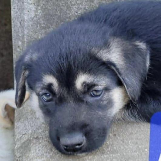 Autumn (20251021-11)