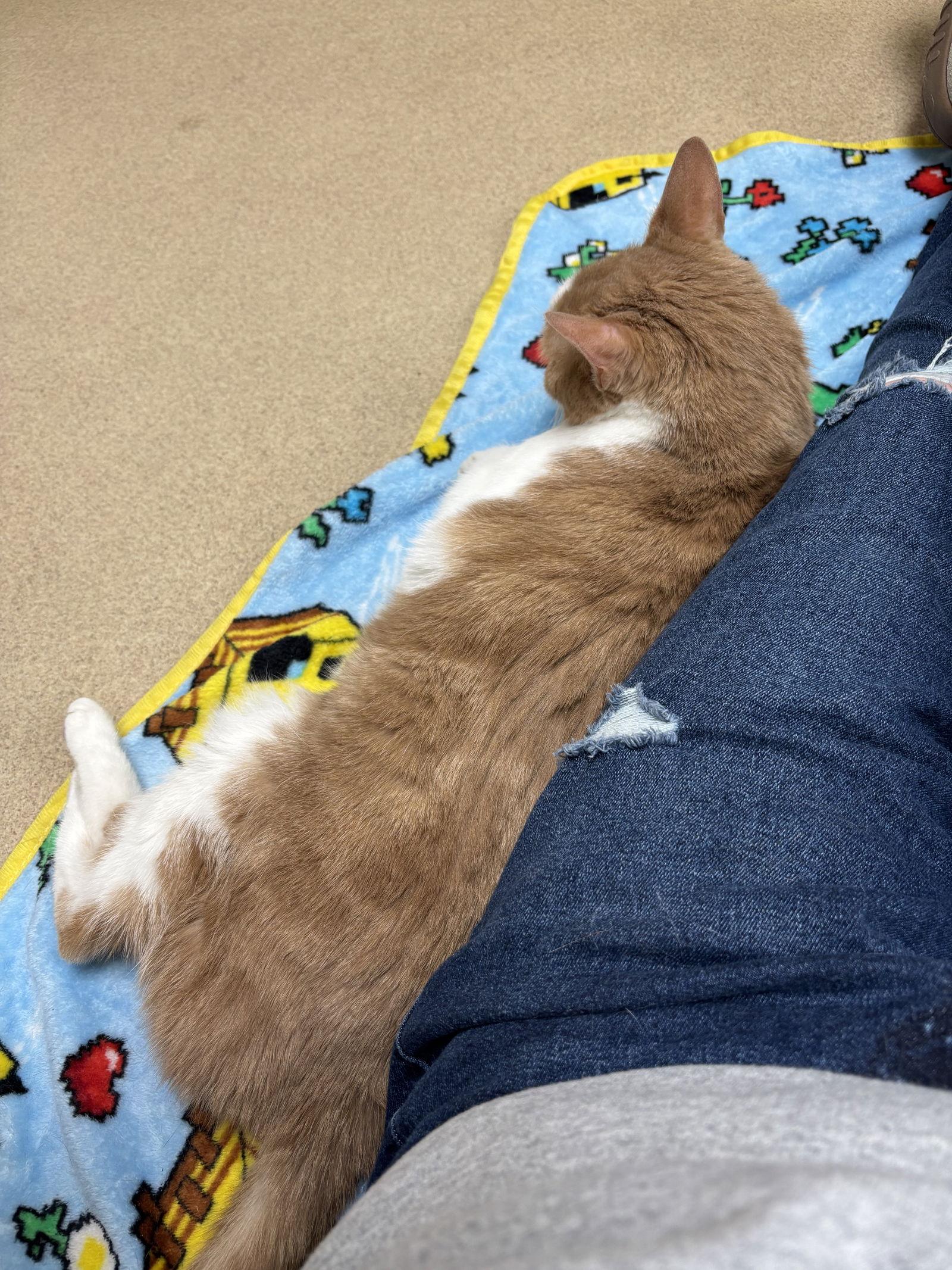 Enlarge Summer, a Adoptable Domestic Short Hair image 1/2