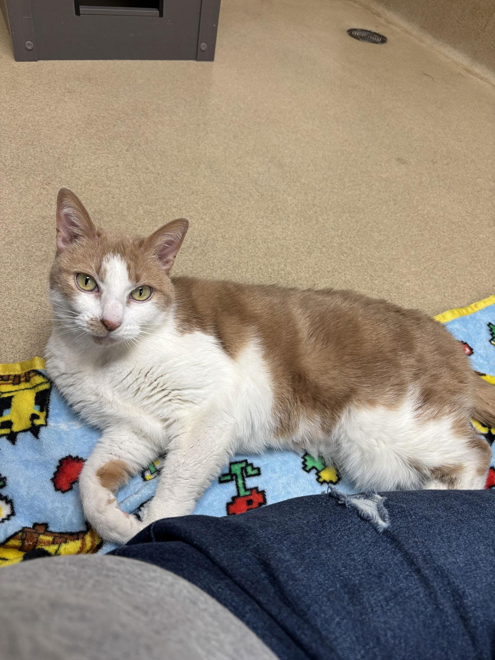 Enlarge Summer, a Adoptable Domestic Short Hair image 2/2