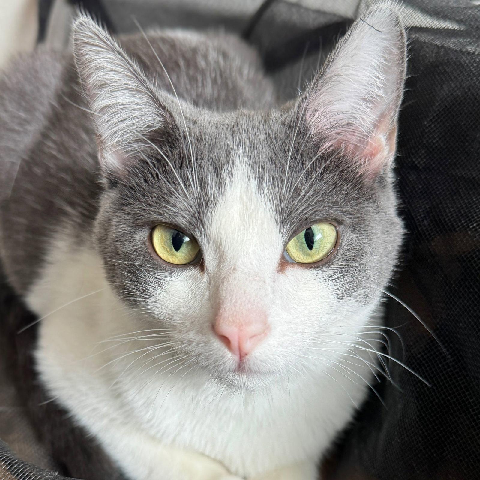 Enlarge Alba, a Adoptable Domestic Short Hair in Laramie, WY image 1/3